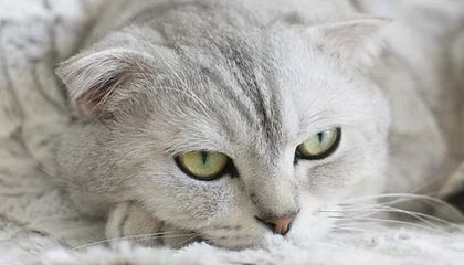 九游娱乐(jiuyou)官方网站-英超激烈争夺，豪门战火升腾