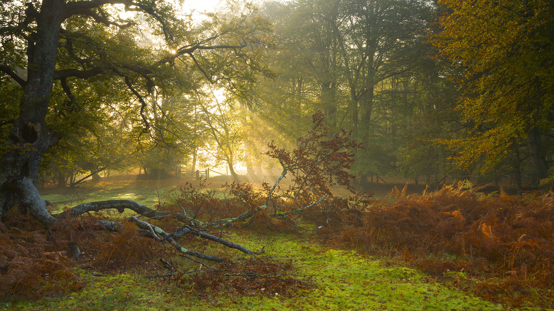 Jiuyou-世界级球星备战国际篮球赛事决赛，世界篮球锦标赛冠军
