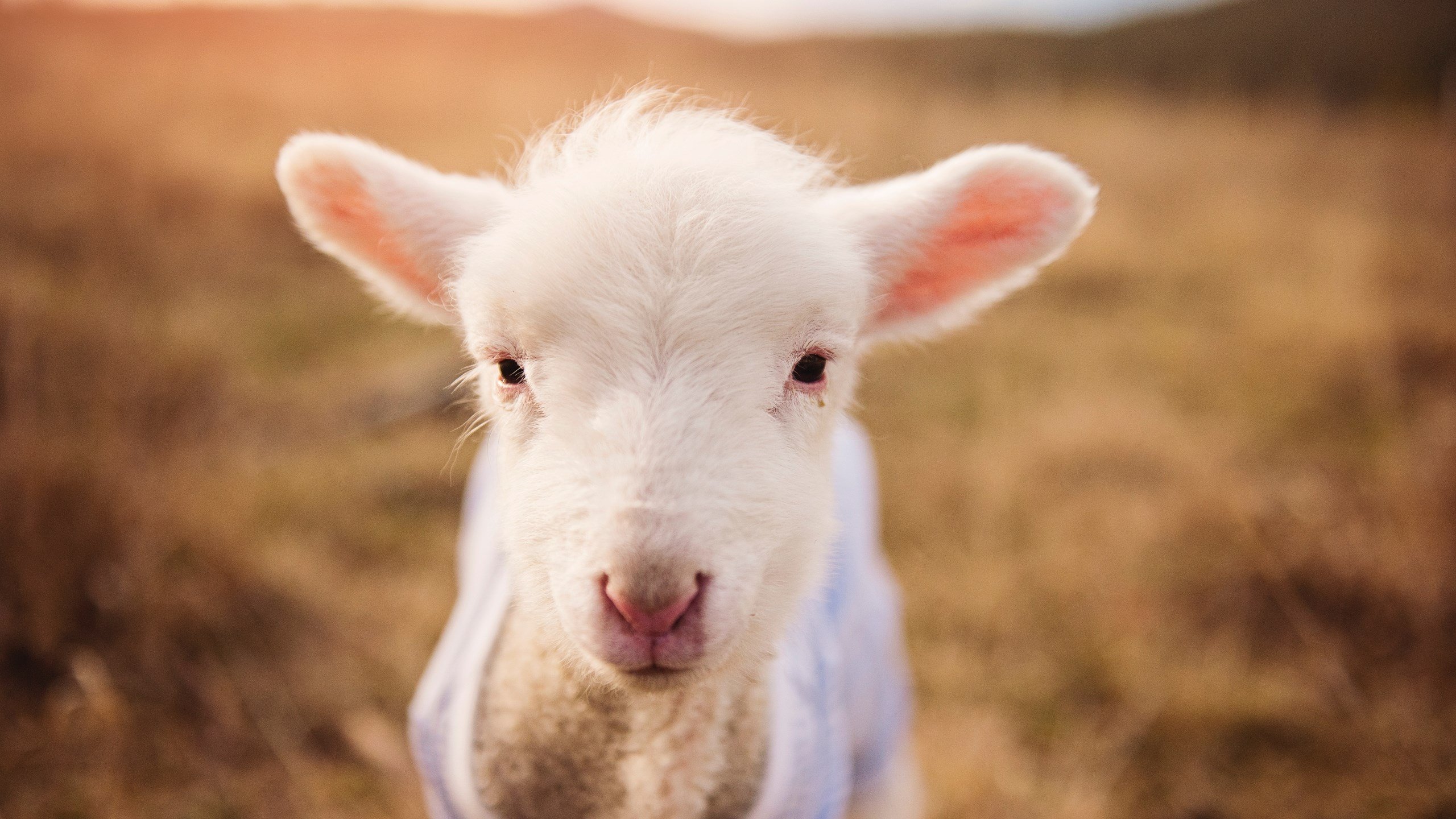 冬奥训练团队扩展雪具研发合作领域,冬奥项目 雪橇