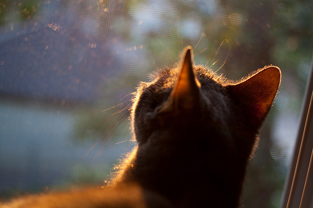 九游娱乐APP-新疆男篮多套阵容轮换展现板凳厚度，新疆男篮官宣