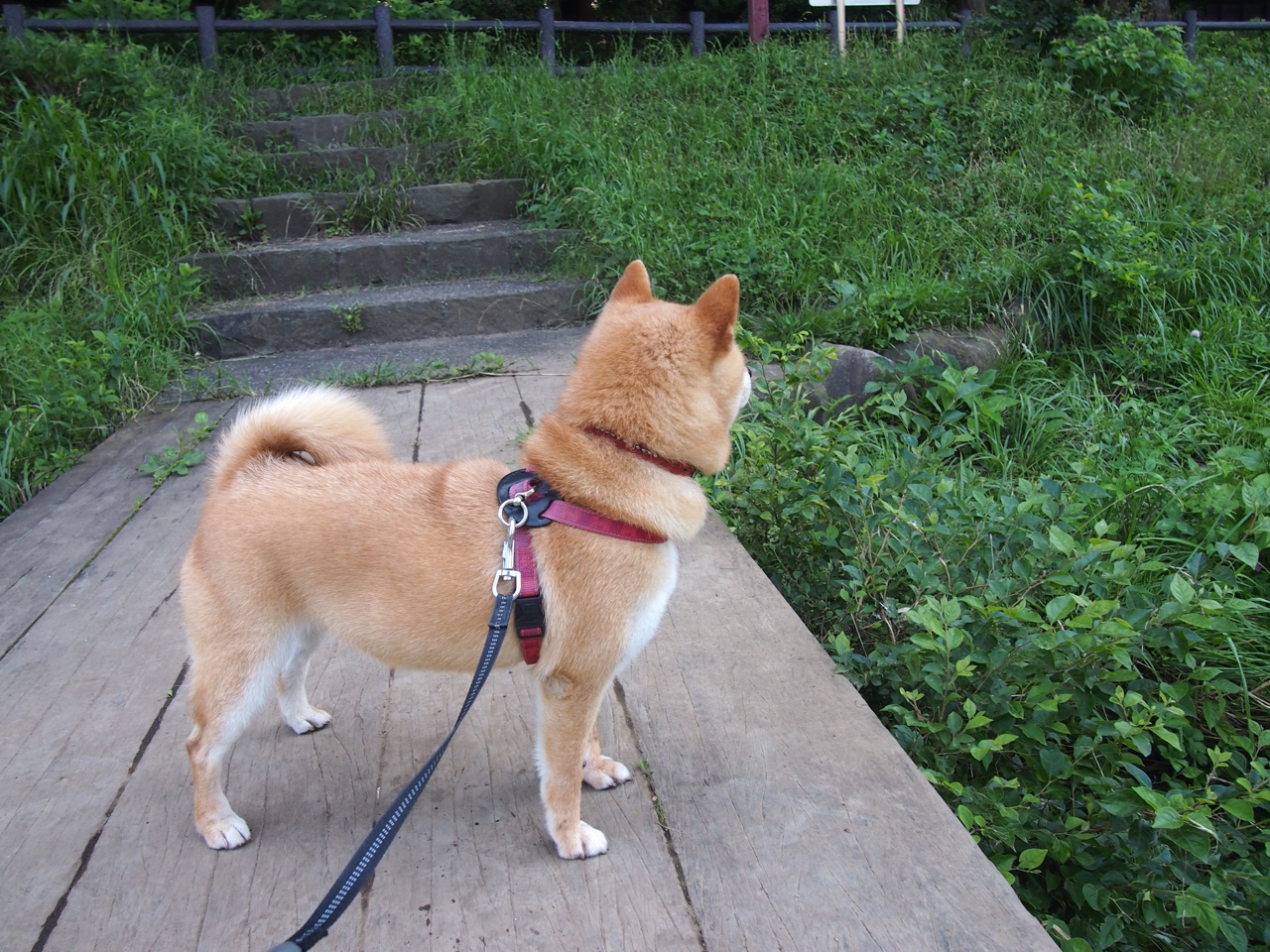 罗马尼亚队赛制战略:团体赛制中的战术灵活性与执行力提升,罗马尼亚乙组ds