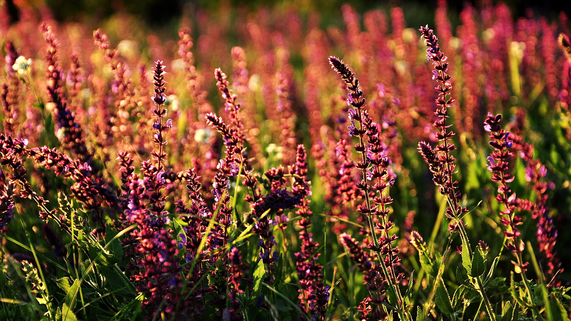 九游(jiuyou)官方网站-乔纳·隆戈：从世界杯舞台到全球橄榄球的巨星，乔纳坦 个人资料生日