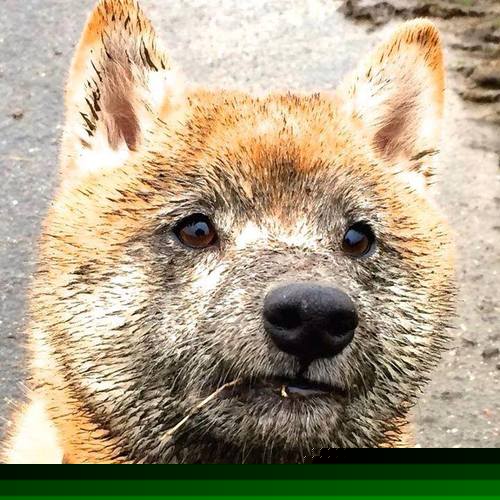 南非橄榄球商业化运作逐步走向成熟，市场前景广阔，南非 橄榄球