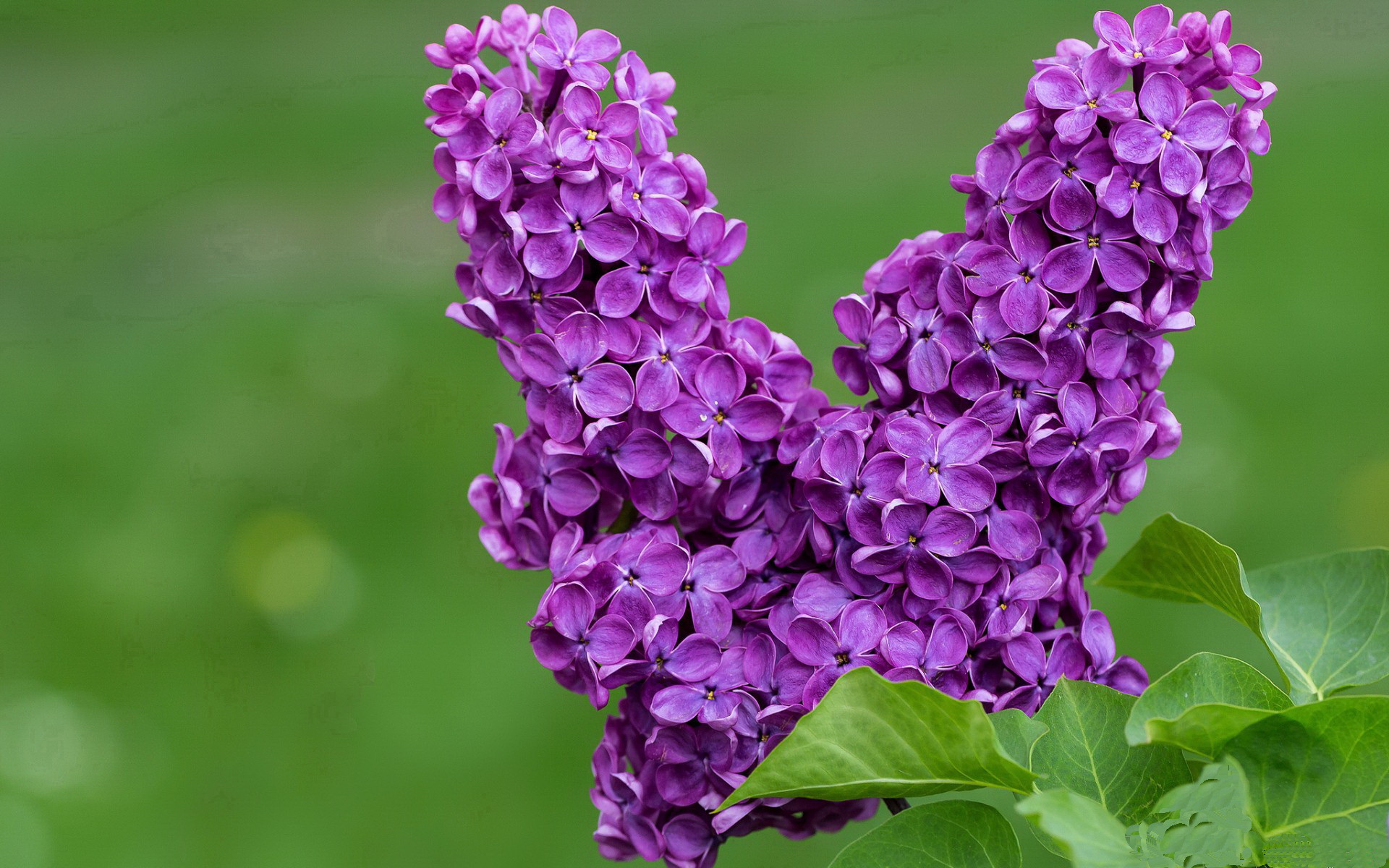 九游娱乐官网 (JIUYOU)-麦考在全黑队中的作用：战术领袖与球队脊柱，麦考3个总冠军