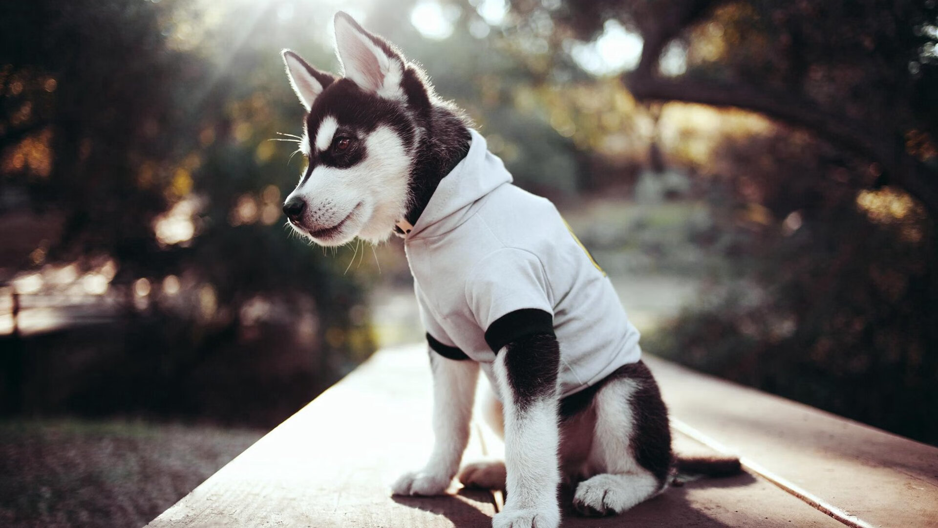 九游app官网下载-黎巴嫩男篮在西亚锦标赛中战斗不止，强势冲击奥运名额，黎巴嫩男篮世界排名